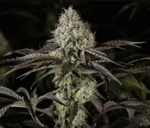 Afternoon Delight strain plant photo of bud high detail