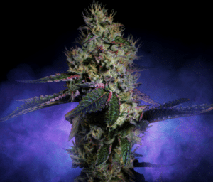 Brownie Scout flower strain high design Rythm Cannabis