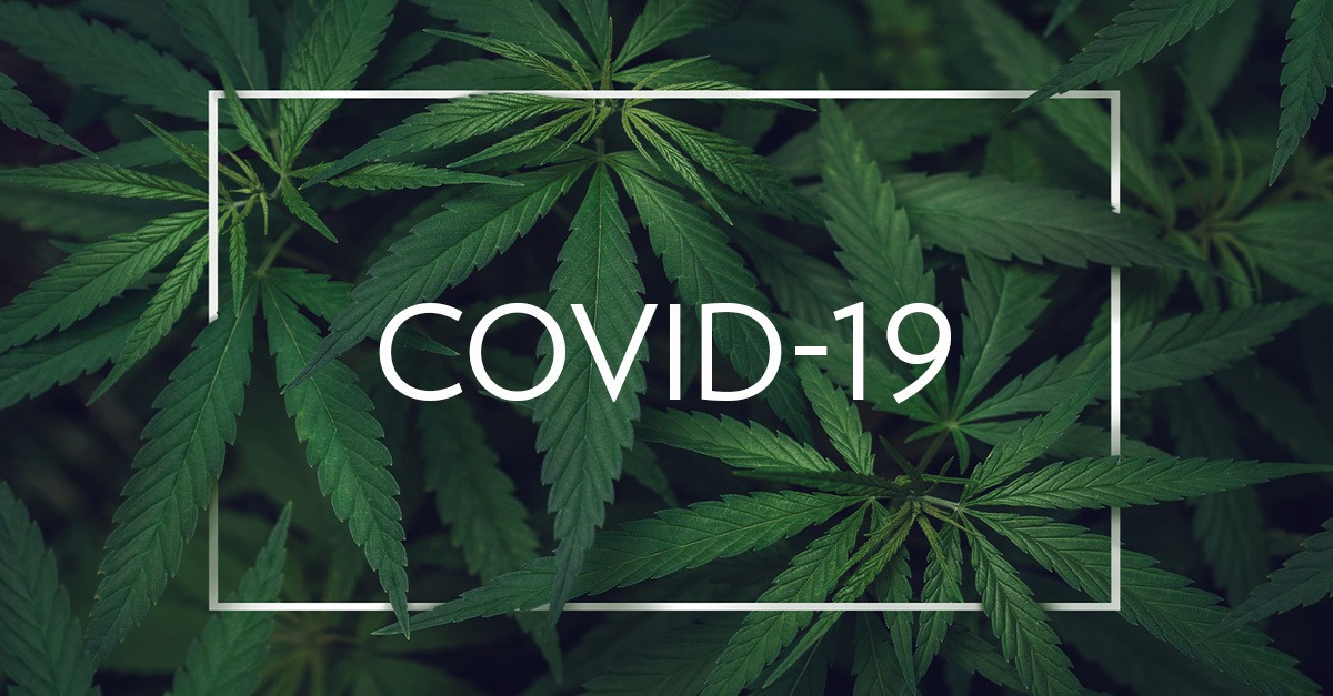 Cannabis-and-COVID
