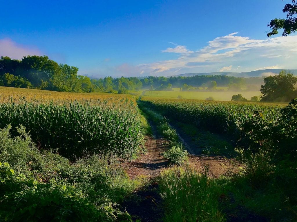 Summer in the Berkshires near the Lee dispensary