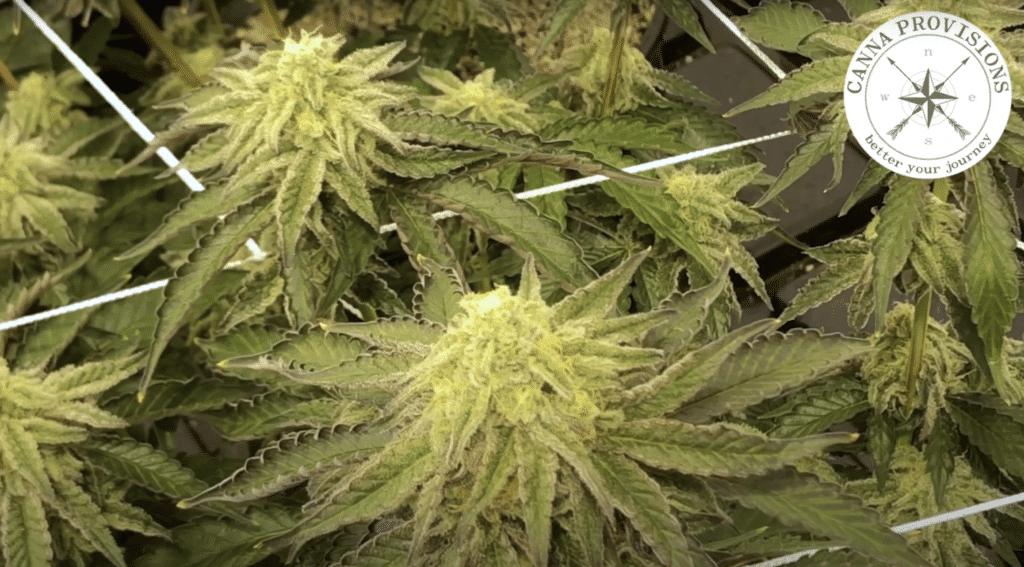 canna provisions director of cultivation greg chemdog krzanowski chem91 chems sister chem d strains cannabis