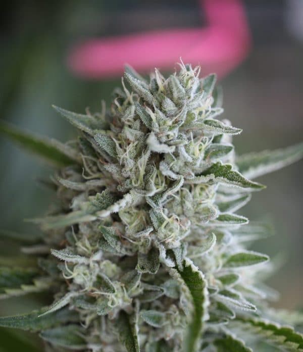 vanilla frosting the botanist marijuana strain cannabis strain
