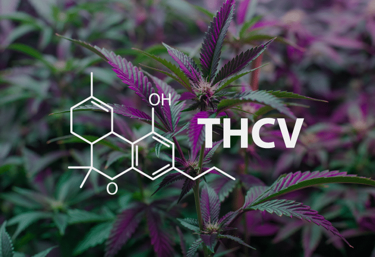 What is THCV? Benefits & Effects of THCV vs THC