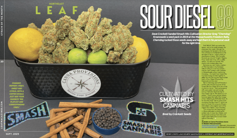 Sour Diesel 98 Smash Hits Cannabis Northeast Leaf Tannins and Terpenes September 2023