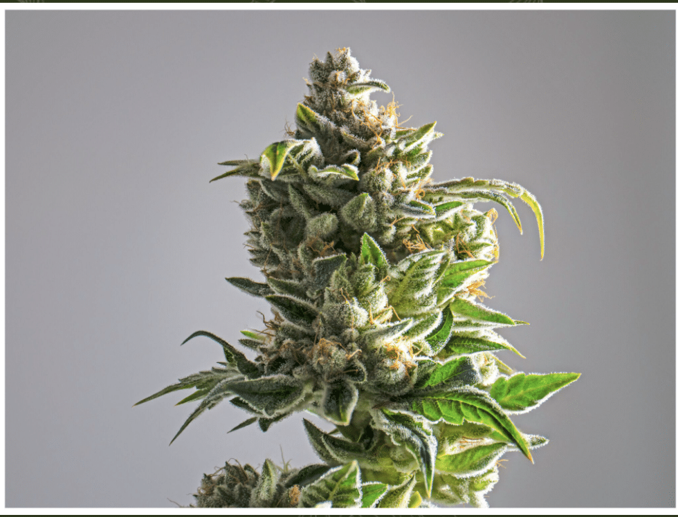 Lifter Strain Western Mass Hemp at Canna Provisions