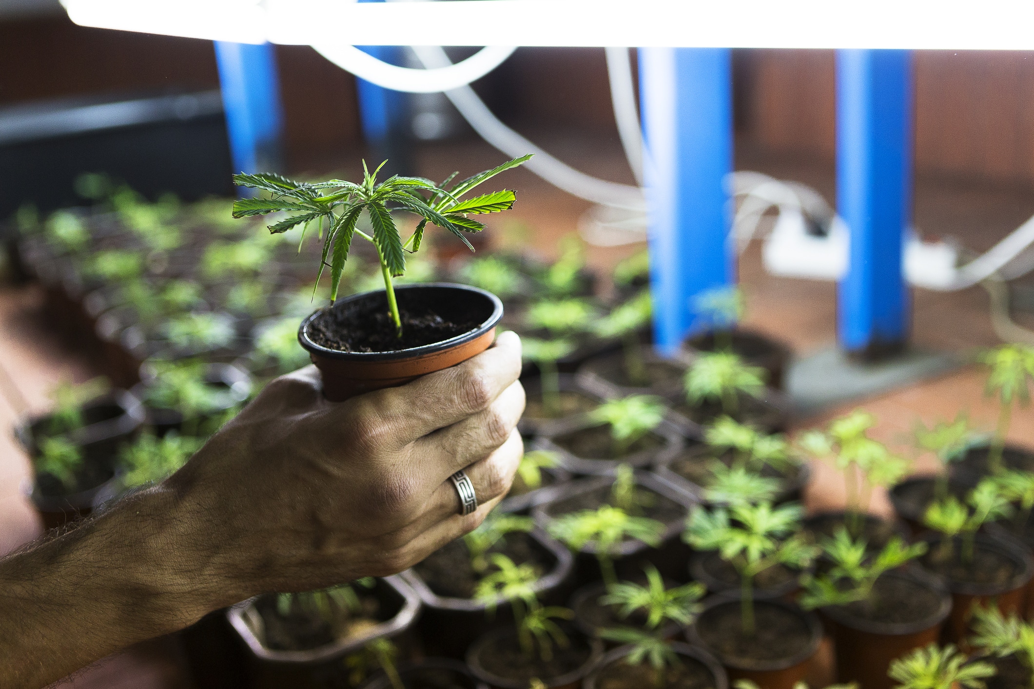 Marijuana Clones in plan nursery with small herb in focus