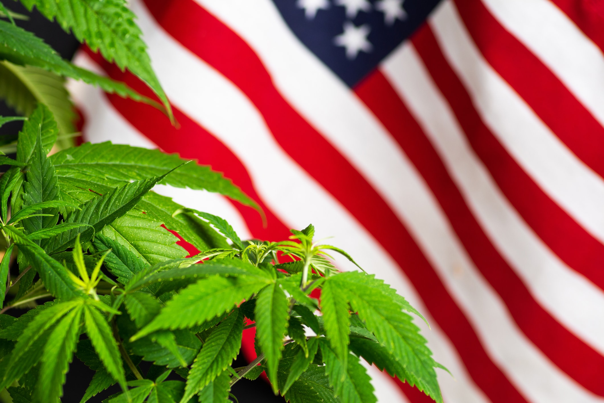 Cannabis plant with USA flag in the background