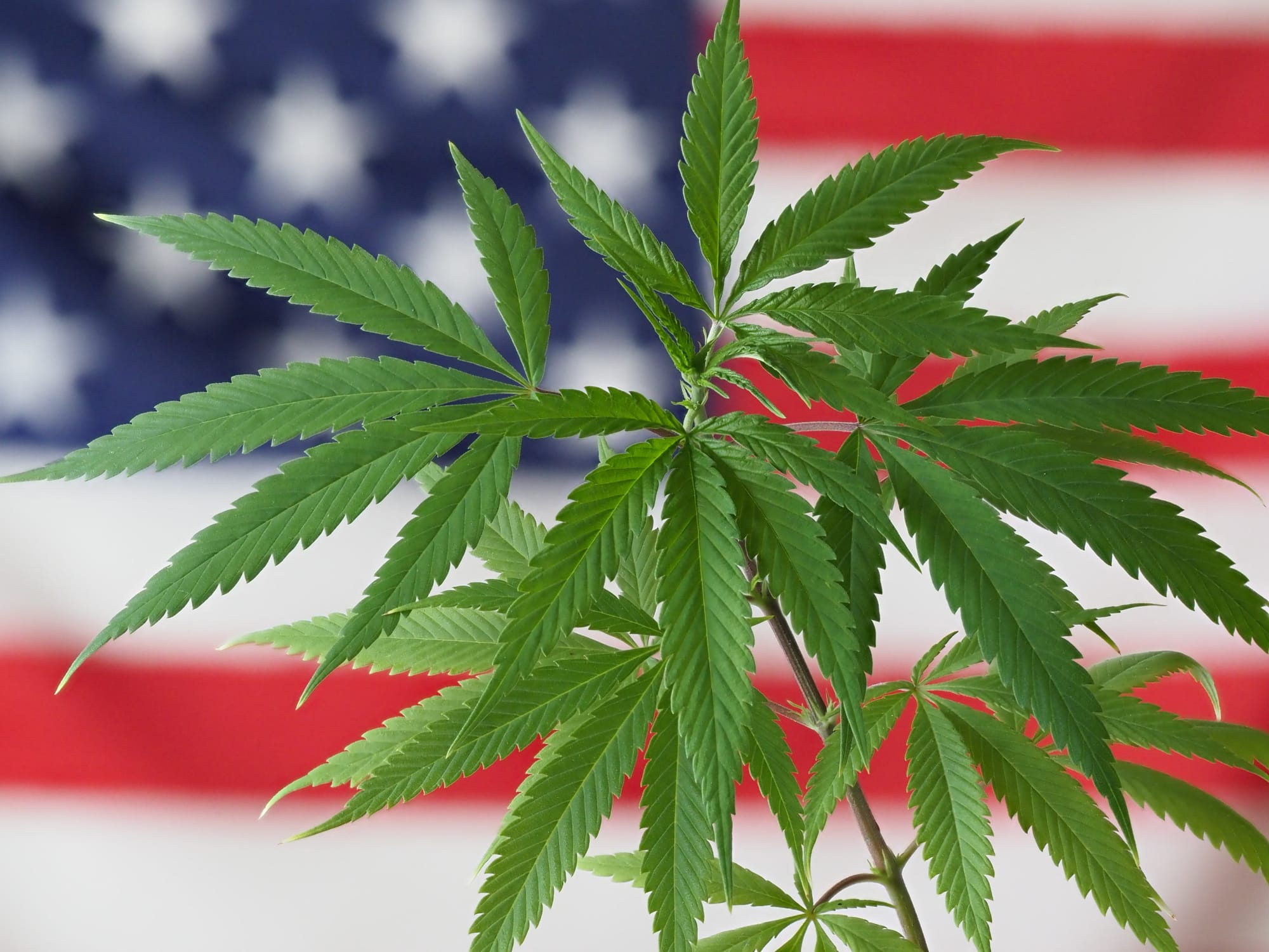 Cannabis plant in front of American flag.