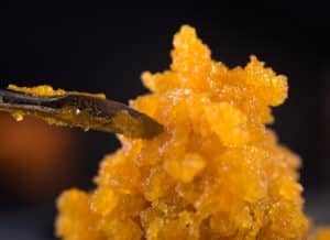 Macro detail of cannabis concentrate live resin (extracted from medical marijuana) with a dabbing tool
