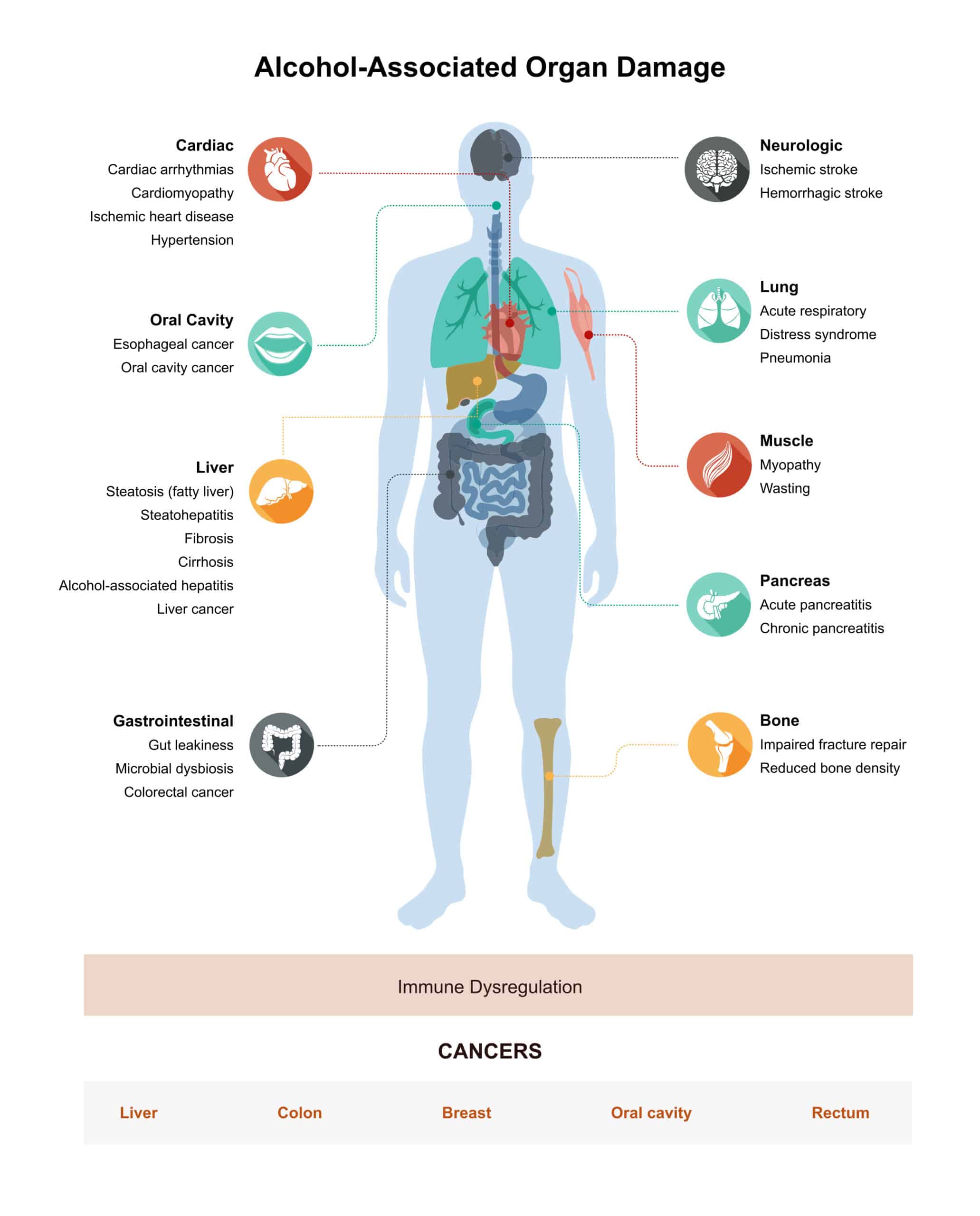 Body Effects of Alcohol