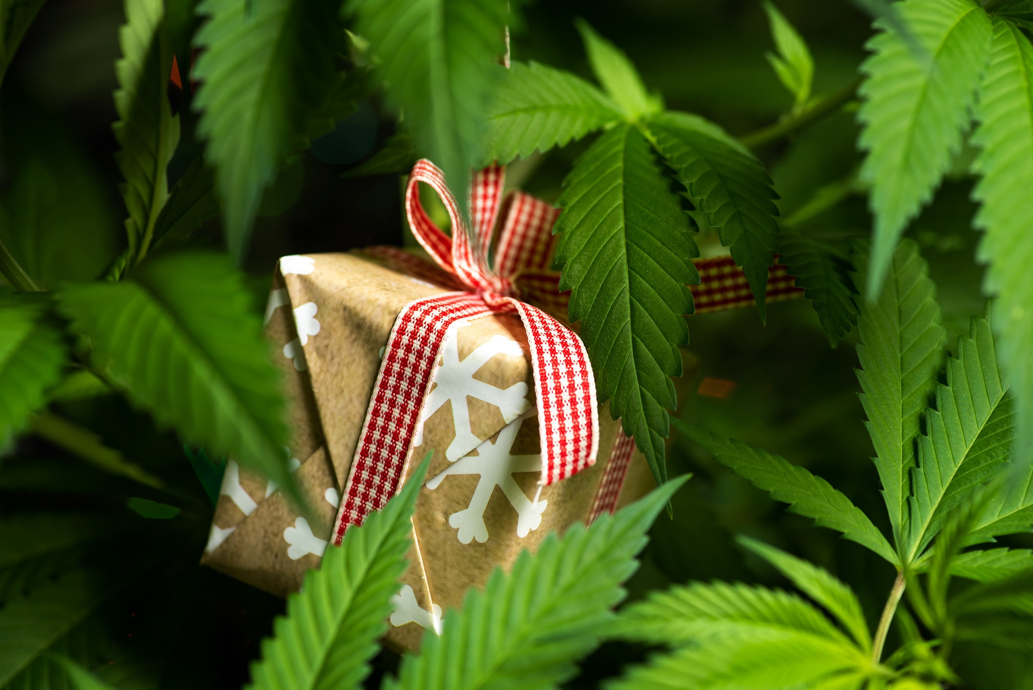 Holiday gift on marijuana plant