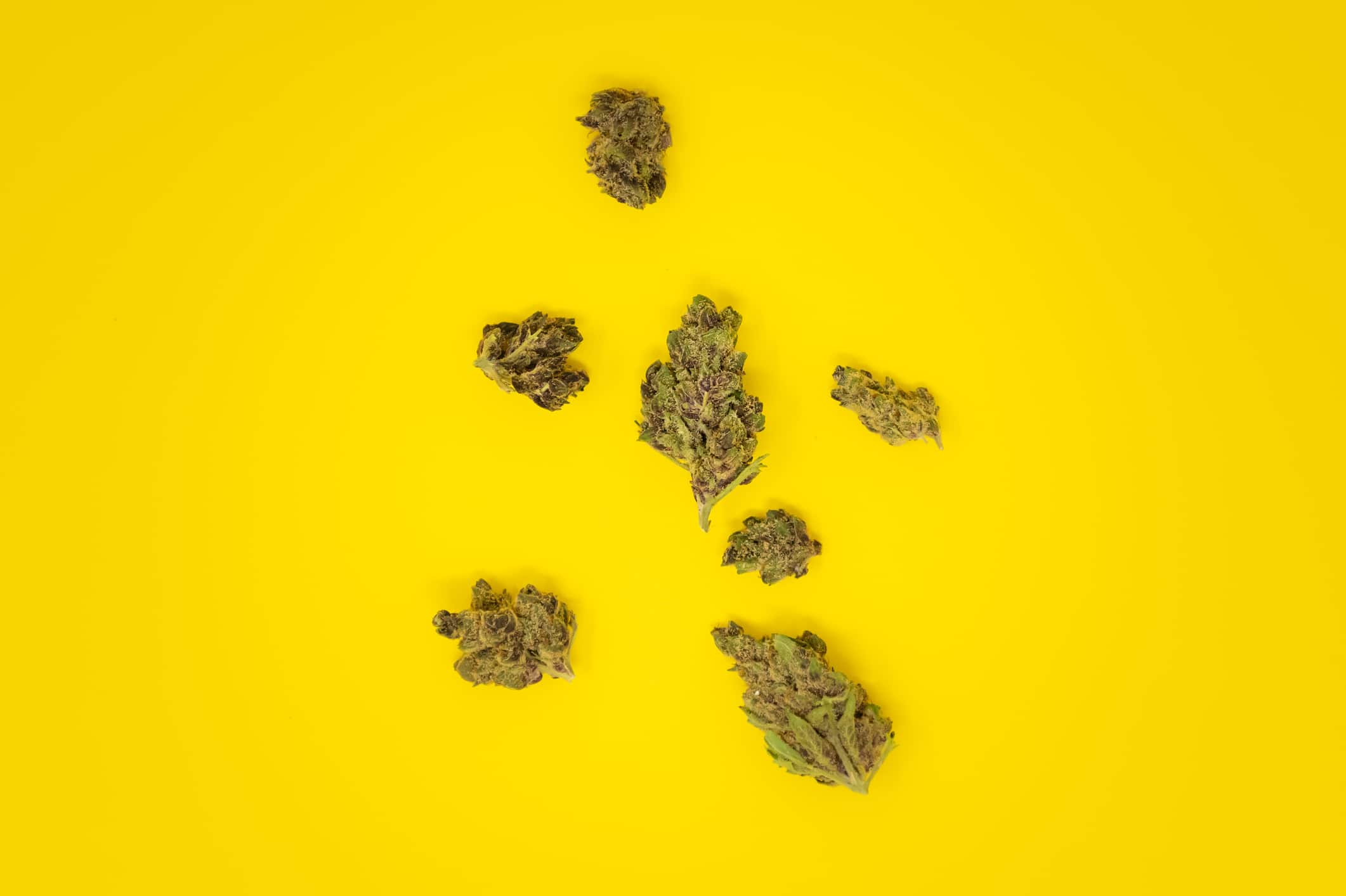 Cannabis buds scattered on a yellow background