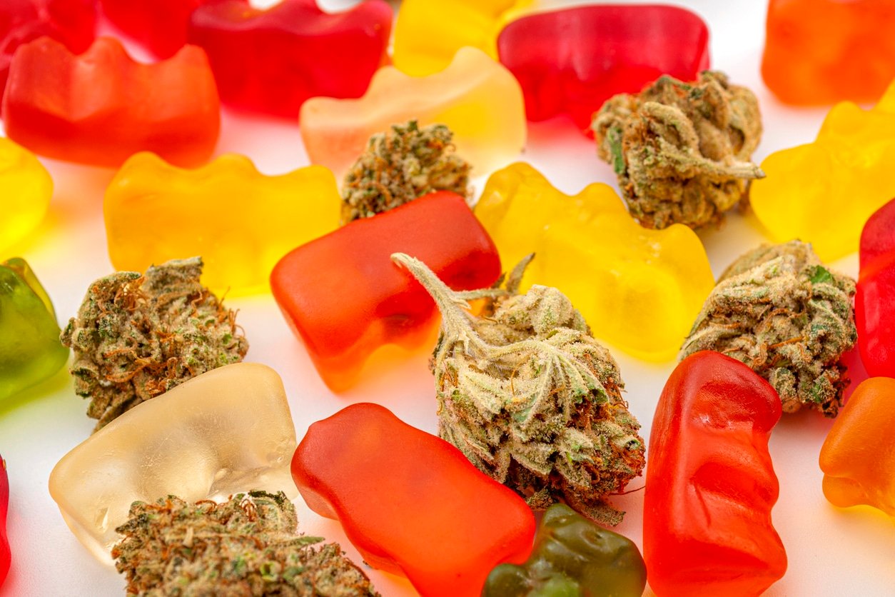 Cannabis edibles, medical marijuana, CBD infused gummies and edible pot concept theme with close up on colorful gummy bears and weed buds on white background