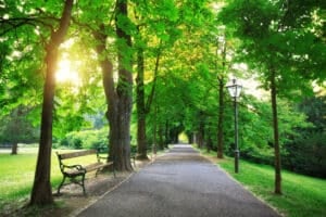 Green avenue - sunrise in a city park 