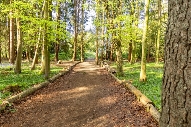 Morning walk