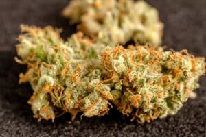 Close up of medicinal marijuana buds on black background