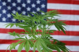 cannabis marijuana  American flag