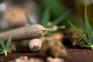 Blunt, Cbd, Marijuana bud with cannabis