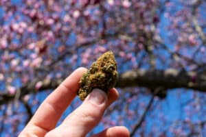 A Hand Holding Up a Green and Orange Cannabis Nug With a Pink Cherry Blossom Tree Behind