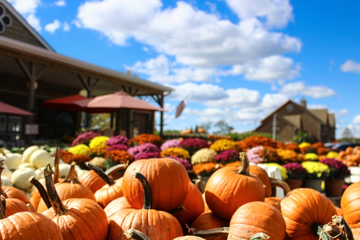 A pile of small orange pumkins rest in a woodedn box in from of a large display of colorful mums. The American Flag waves in the background with the blue sky being it.